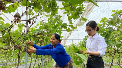Tam Đảo modifie sa structure de culture pour augmenter sa valeur.