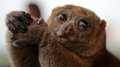 Lóris-lento - Uma espécie de primata única e ameaçada de extinção no Vietnã.