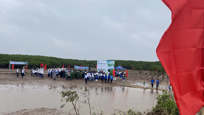 Des centaines de personnes plantent des arbres pour reboiser les zones humides de Thai Thuy.