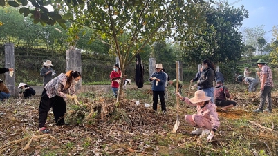 Casi 100 miembros del sindicato del periódico y la estación de radio y televisión Lai Chau participaron en una campaña de plantación de árboles.