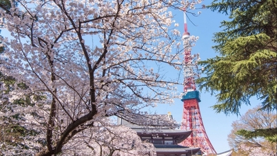 Sezonul florilor de cireș în Japonia va sosi mai devreme decât de obicei anul acesta dintr-un singur motiv.