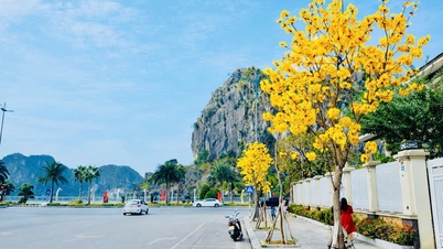 De esdoornbloesems kleuren de straten langs Ha Long Bay geel.