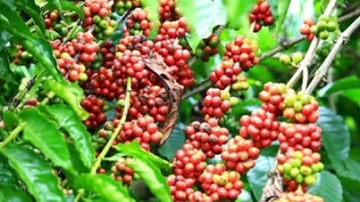 Bản tin nông sản hôm nay (28-2): Giá cà phê, hồ tiêu cùng giảm