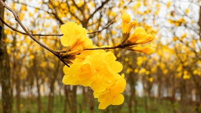 De esdoornbloesems kleuren de straten langs Ha Long Bay geel.