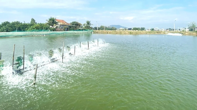 Urgent preparations needed for the 2026 brackish water shrimp farming season.