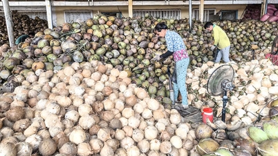 Developing the coconut industry in a modern, green, and sustainable direction.