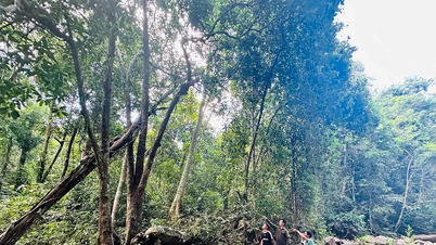 Manfaat ganda dari mempercayakan perlindungan hutan kepada masyarakat.