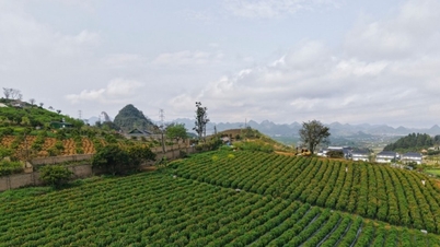 Moc Chau: Check in at the vibrant 4,000 m2 hill of everlasting flowers in the highlands.