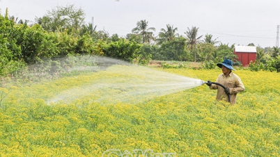 Satu-satunya ladang adas di Ca Mau selama musim panen.