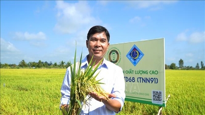 Les agriculteurs accueillent favorablement cette nouvelle variété de riz qui présente de nombreux avantages exceptionnels.