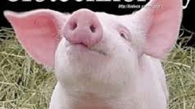 Spanish pork exports are projected to increase by 2.6% in 2025, exceeding 1.35 million tons.