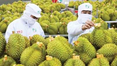 Se așteaptă ca exporturile de durian să crească brusc la începutul anului 2026: o creștere spectaculoasă de trei cifre.
