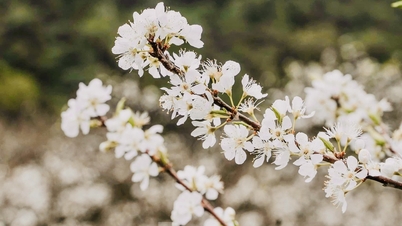 Moc Chau in the vibrant colors of spring 2026: A journey to discover the valley of white plum blossoms.