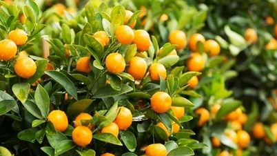 Hvordan kan vi bruke kumquater for å maksimere helsefordelene deres?