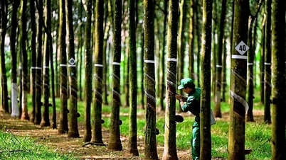 Vietnamská skupina gumárenského průmyslu (GVR): 12 000 hektarů kaučukovníků leží ladem, biliony dongů pohřbené v odpadu?