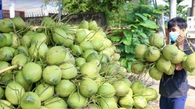 Vinh Long coconuts: Affirming its position as the 'capital' and its vision for billion-dollar exports.