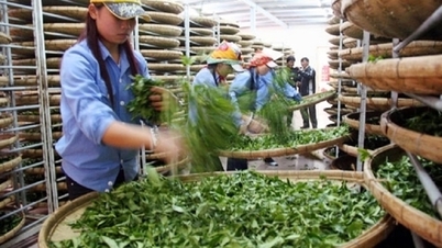 Xuất khẩu hàng hóa Việt Nam sang Pakistan tăng 19%