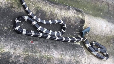 Nový den se zdravotními novinkami: Pokud vás štípne jedovatý had, měli byste se pokusit vysát jed ústy?