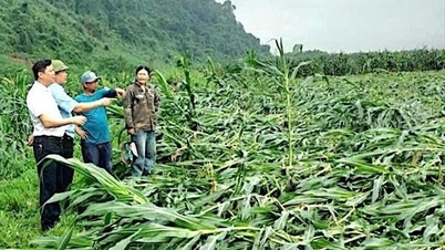 Quang Tri: Ani bir hortum, geniş mısır tarlalarının yerle bir olmasına neden oldu.