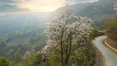 Seguindo os passos de jovens que procuram flores de bauhinia de floração precoce no noroeste do Vietnã.
