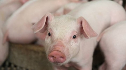 Preços da carne suína hoje, 2 de março: Caíram para 68.000 VND/kg no norte e centro do Vietnã.