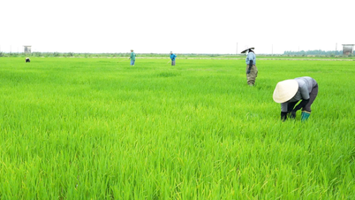 Cuidado proactivo y protección de los cultivos de arroz de invierno-primavera.
