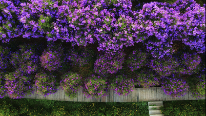Rhododendronblommornas blomningssäsong färgar teplantagerna på Lam Dong-platån lila.