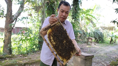 Kakek tua dan keajaiban 'menangkap' lebah untuk membuat madu di tengah musim dingin.