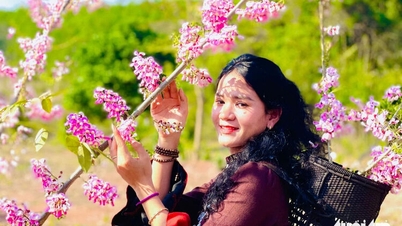 Los cerezos en flor tiñen de rosa los pueblos fronterizos de Quang Tri.