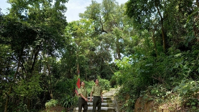 In Hai Phong bevinden zich 35 gemeenten, wijken en speciale zones met bossen.