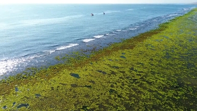 La belleza de los campos de algas en Khanh Hoa