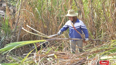 La dulzura de los campos de caña de azúcar de Chieng Sai