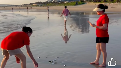 Tausende Heringe wurden im Strandgebiet von Bai Dai an Land gespült.