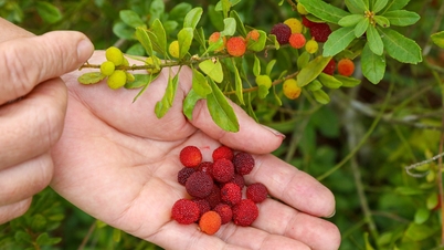 Pirosra érik az erdei szamóca a Hoanh Son hegységben.