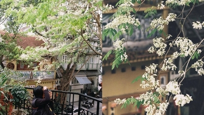 "Läkande kaffe" med myrtenblommor: De vackraste utsiktsplatserna i Hanoi.