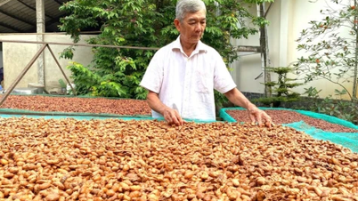 “Doble ingreso” proveniente del cultivo intercalado de cacao en cocotales.