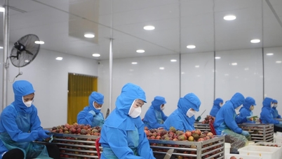Para pelaku bisnis dan petani di provinsi Lam Dong memproduksi produk pertanian dengan bertanggung jawab secara digital.