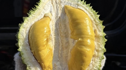 Musang King durian prices are surprisingly cheap.