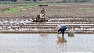 Urgent plowing is underway to ensure the spring rice crop is ready in the Kinh Mon area.