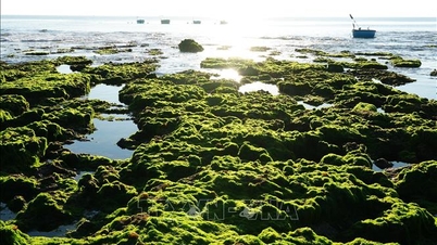 Saksikan keindahan hamparan rumput laut di Khanh Hoa.