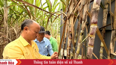 O modelo de cultivo intensivo de cana-de-açúcar na comuna de Ngoc Trao alcançou alta eficiência.