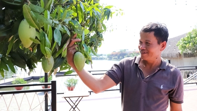 Forvandling av gamle mangoplantasjer til attraktive turistmål.