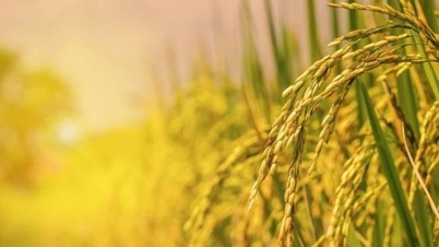 Vietnamese rice faces the market "test".