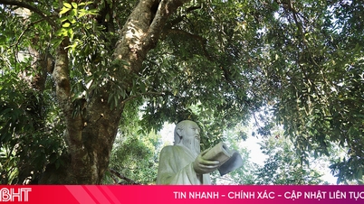 Pohon leci yang berusia hampir 300 tahun ini dikaitkan dengan kehidupan Hai Thuong Lan Ong.