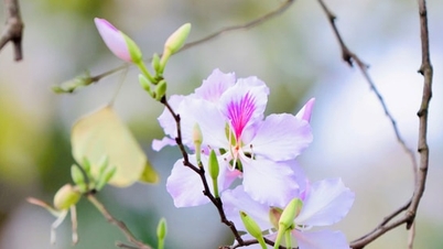 Le doux violet de la fleur de bauhinia au cœur de la capitale.