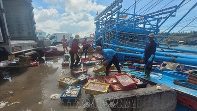 अवैध और अनियमित मछली पकड़ने (IUU) के 'येलो कार्ड' को हटाना: हो ची मिन्ह सिटी ने उन मछली पकड़ने वाले जहाजों के लिए निगरानी उपकरण पट्टे पर दिए हैं जो आवश्यक शर्तों को पूरा नहीं करते हैं।