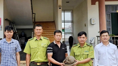 Innbyggere i Lam Dong-provinsen overleverte frivillig sjeldne pangoliner til skogvoktere.