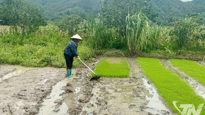Membekalkan lebih 54,000 tan benih padi untuk pengeluaran.