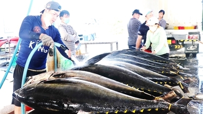 Fishermen in Dak Lak continue their efforts to lift the "yellow card" on fisheries.