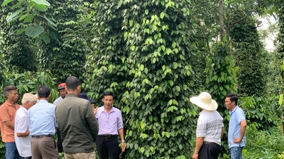 Promoting agricultural cooperative economics